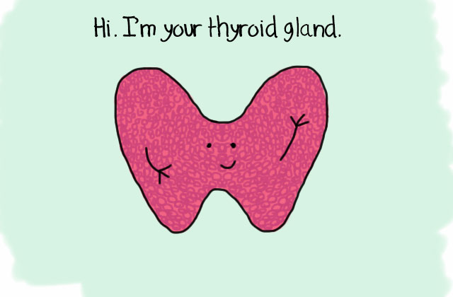 Thyroid-gland